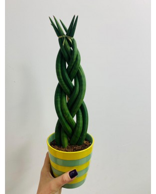 Sanseveria 