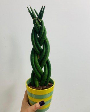 Sanseveria 