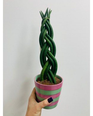 Sanseveria 