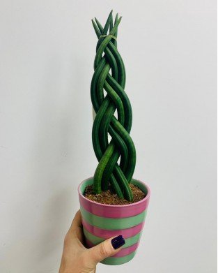 Sanseveria 