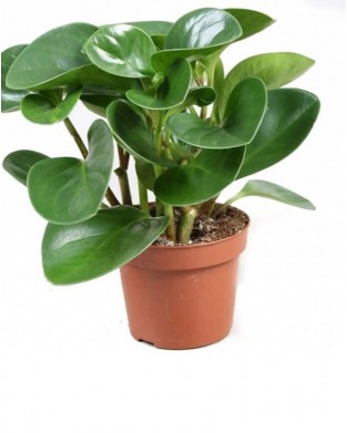 Peperomia Optiban - Zümrüt Dalgası Çiçeği