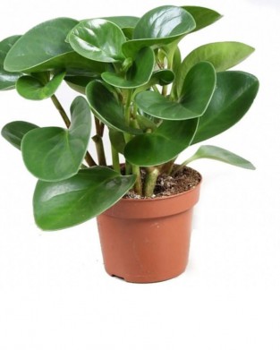 Peperomia Optiban - Zümrüt Dalgası Çiçeği