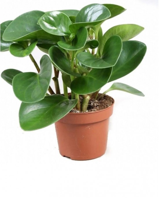 Peperomia Optiban - Zümrüt Dalgası Çiçeği