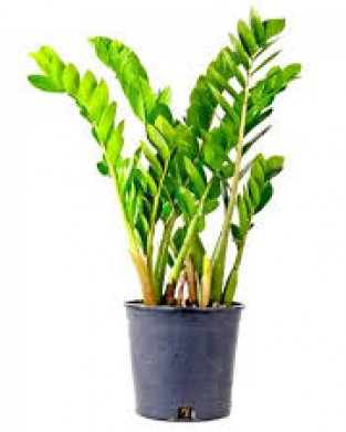 Zamia Furfuracea 