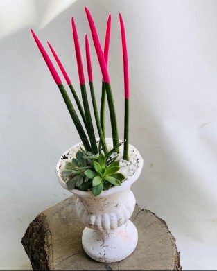 Pembe Sanseveria Aranjmanı