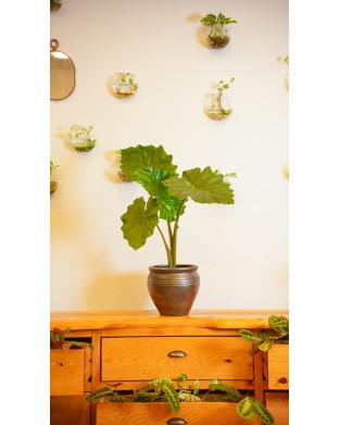 ALOCASIA ODORA