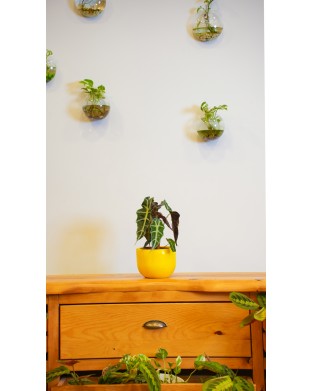 ALOCASIA POLLY