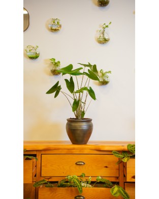ALOCASIA ZEBRINA