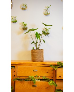 ALOCASIA