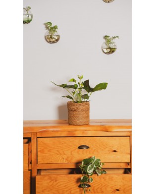 ANUBIAS