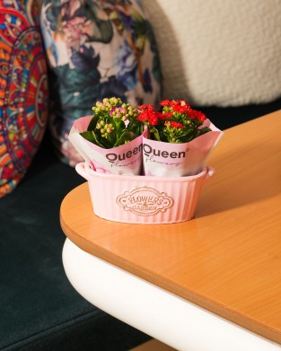 KALANCHOE BLOSSFELDIANA ''2Lİ SET'' (ATEŞLİ KATY) 