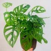 MONSTERA MONKEY (DEVE TABANI)