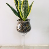 DRACAENA TRİFASCİATA (PAŞA KILICI)