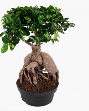 Bonsai Bitkisi