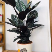 CALATHEA ORNATA (DUA ÇİÇEĞİ)