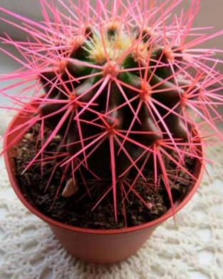 Echinopsis Kaktüs Pembe Renkli Kaktüs