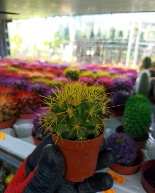 Echinopsis Kaktüs Sarı Renkli Kaktüs