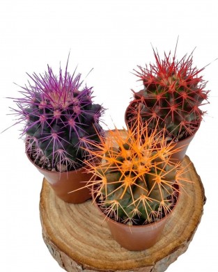 Echinopsis Kaktüs 3 Renkli Kaktüs