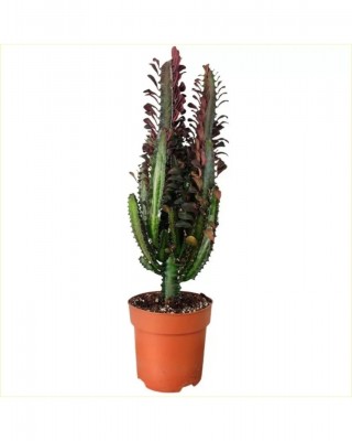 Süt Kaktüs Euphorbia Acrurensis - Afrika Süt Ağacı - Büyük Kovboy Kaktüs 35 Cm